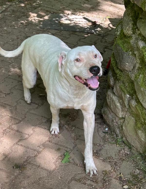 Blanco - Nato il Gennaio 2021 - Meticcio simil Dogo Argentino - Taglia: Media - Peso: 18 kg - Carattere: Dolcissimo, socievole  Foto 2